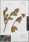 Foto von Salix hastata L.